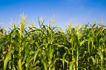 Corn flower against blue sky