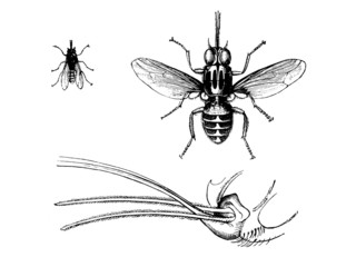 Fly : Tsetse - Mouche Tsé-Tsé