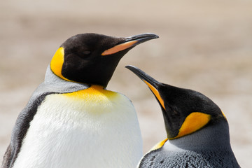 Fototapeta premium King penguin close up, Falkland Islands