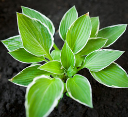 Young green plant on a black organic soil close-up