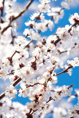 Blooming apricot tree