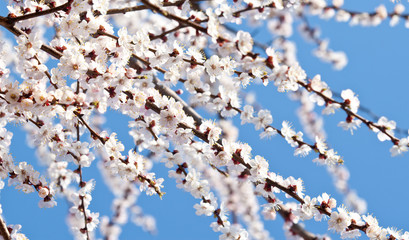 Blooming apricot tree