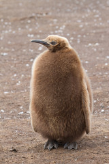 King penguin chick