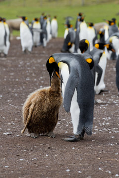 King penguin mother and her chick
