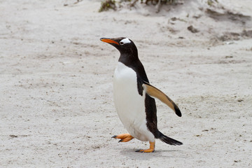 Gentoo penguin, Falkland Islands