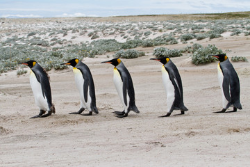 Obraz premium king penguins walking in a row