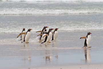 Gentoo penguins waddle out of the sea