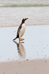 Gentoo penguins waddle out of the sea