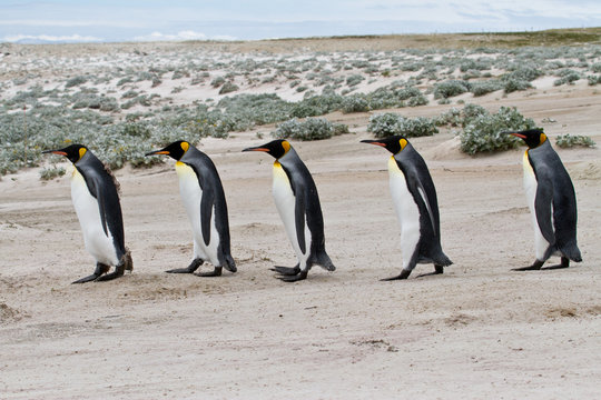 king penguins walking in a row