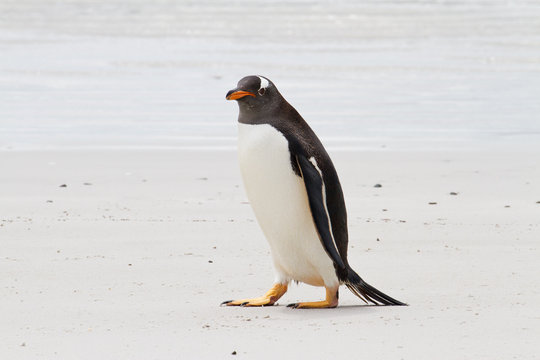 Gentoo penguin, Falkland Islands