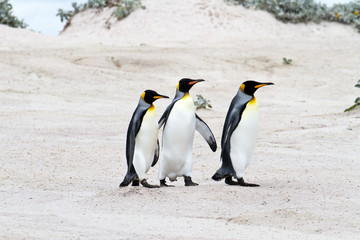 King penguins walking in a row, falkland islands
