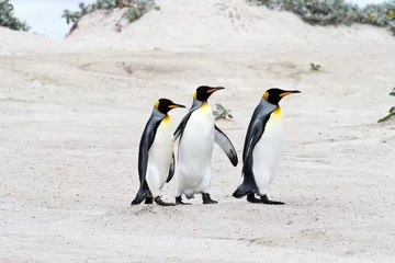 Foto op Plexiglas King penguins walking in a row, falkland islands © Fredy Thürig
