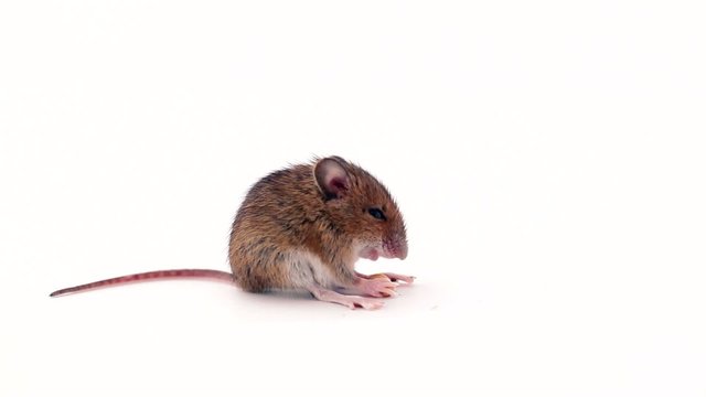 Cute little mouse eating on white background