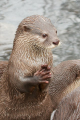 Small-clawed otter portrait