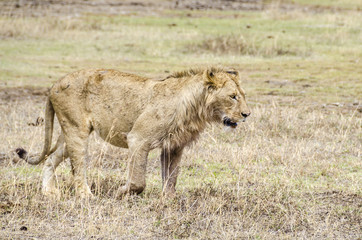 Lion walking