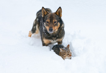 Dog and cat playing in the snow