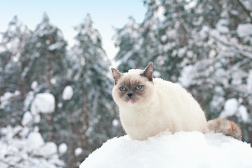 Cat sitting in snow in the forest
