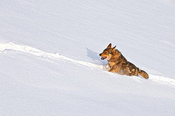 Dog running in snow