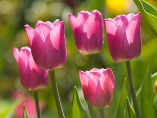 Naklejka premium Tulpen gegen die Sonne
