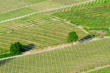 Langhe, hilly wine region in Piedmont, Italy