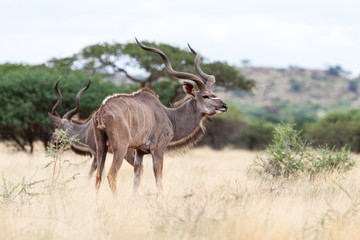 Kudu Bull