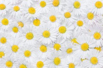 daisy flowers texture