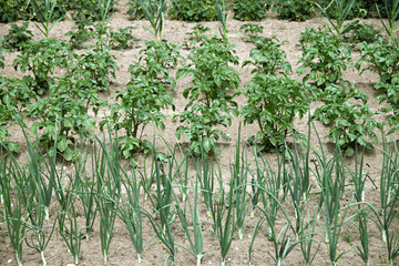 Kartoffeln und Zwiebeln im Schrebergarten