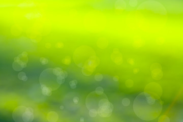 Fototapeta premium Green Creative Background