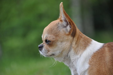 chihuahua profil © tlcj