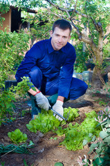 Fototapeta premium Young man raking soil near salad
