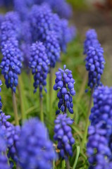 Traubenhyazinthe - Muscari