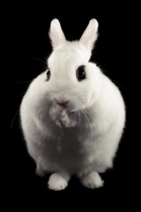 Dwarf Hotot Rabbit