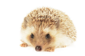 Hedgehog