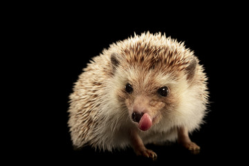 Hedgehog