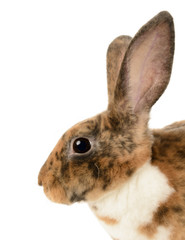 Mini Rex Rabbit