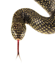Speckled Kingsnake