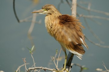 Sgarza ciuffetto