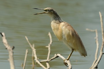 Sgarza ciuffetto