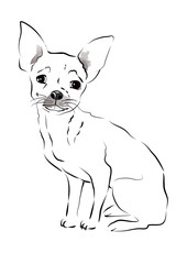 Toy Terrier. sketch