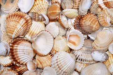 sea shells background