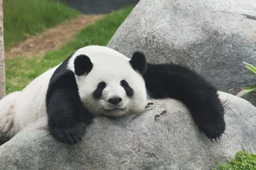 Stickers pour porte Panda Panda