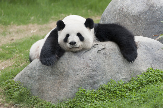 Fototapeta Panda