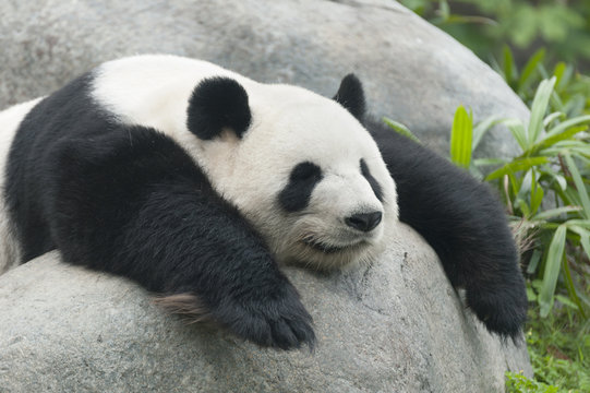Fototapeta Panda