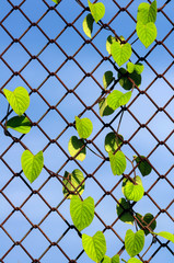 plant growing on the chainlink fence