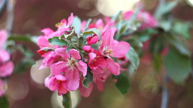 Apple tree flowers, close up