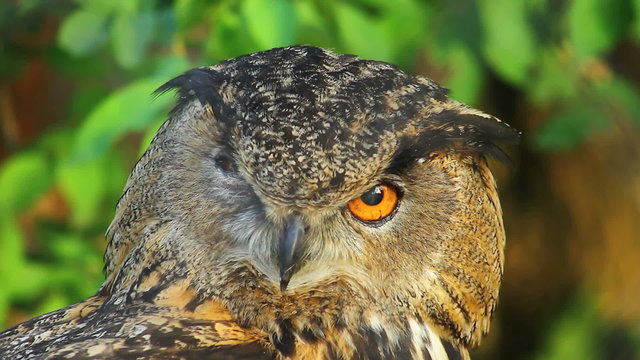 Eagle owl