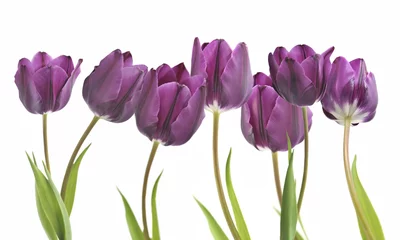 Foto op Plexiglas Tulp tulpen