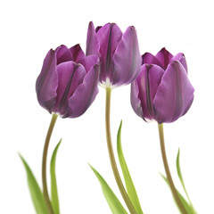 Obraz na płótnie Canvas tulipany