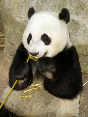 Fototapeta premium Giant Panda Eats Bamboo Shoot