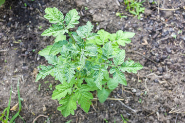 seedling of tomato